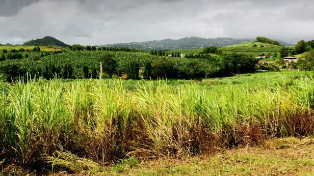 Surveillance des pesticides en Martinique : bilan 2023