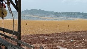 Surveillance des concentrations en hydrogène sulfuré et ammoniac liées aux échouements de sargasses&nbsp;: bilan 2025 en Martinique