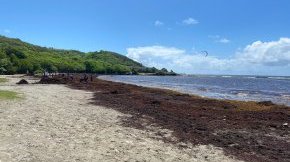 Madininair exporte son expertise sur la mesure des gaz émis par les algues Sargasses dans 5 pays de la Caraïbe