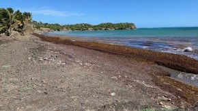 Surveillance H2S et NH3 à proximité des zones d’échouage des algues sargasses : résultats 2018
