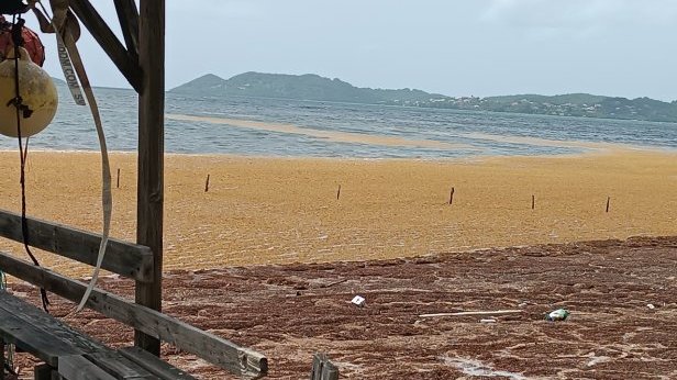 Surveillance des concentrations en hydrogène sulfuré et ammoniac liées aux échouements de sargasses&nbsp;: bilan 2025 en Martinique