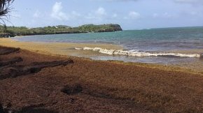 Les algues Sargasses sont de retour : consultez le point journalier sur les mesures d’hydrogène sulfuré
