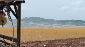 31/03/26 - Sargasses&nbsp;: 2025 marquée par de fortes concentrations de gaz, avec plus d’un jour sur deux concerné